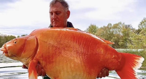 Andy Hackettou has caught one of the world's largest goldfish in a French lake
