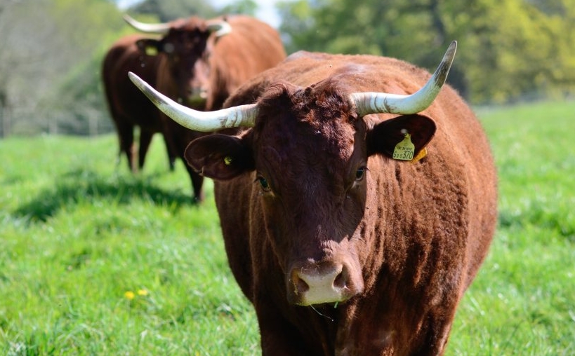 National Trust will introduce livestock to the Dorset nature reserve