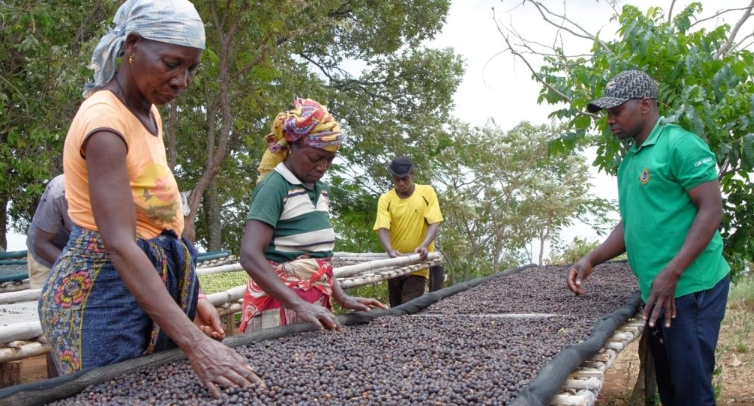How coffee helps revive Mozambique's rainforests